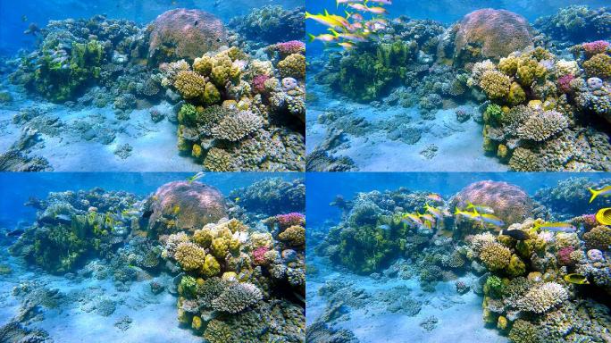 多彩珊瑚礁-红海海底生物