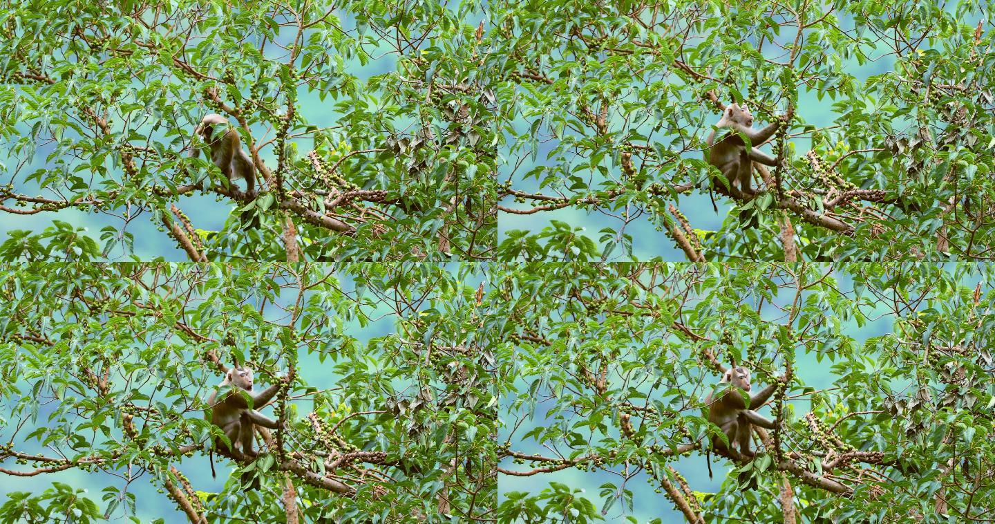 猴子生活在泰国考艾国家公园的天然森林中