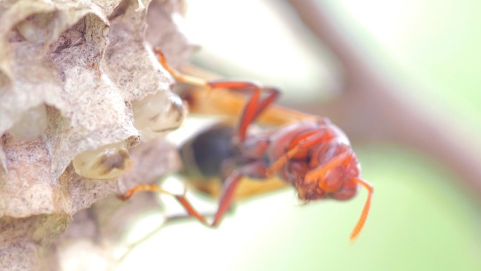 巢中的红黄蜂，幼虫挂在树上