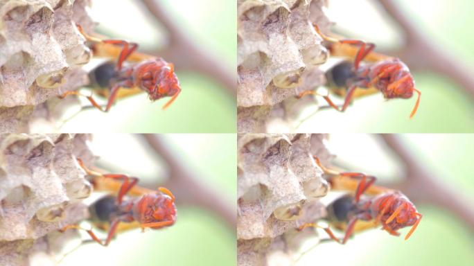 巢中的红黄蜂，幼虫挂在树上