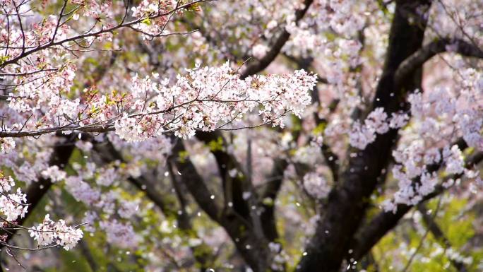 落花樱花落花樱花