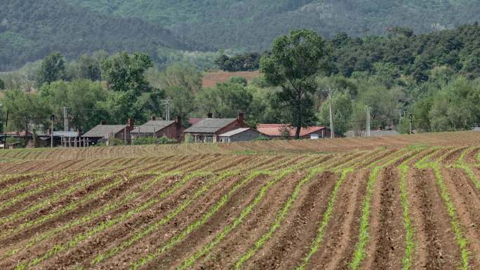 农田村庄山村春耕玉米地