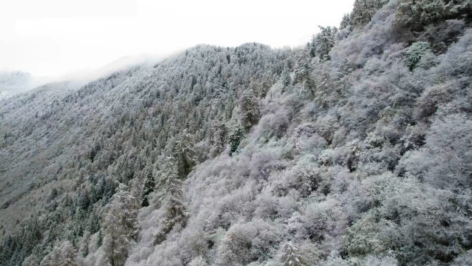 航拍双桥沟雪景秋景彩林