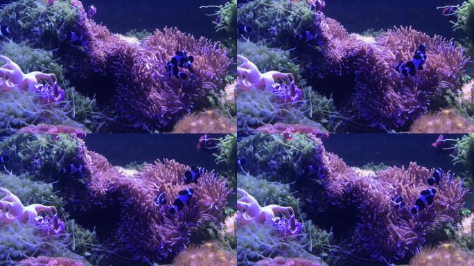 海洋生物海底世界海底总动员珊瑚