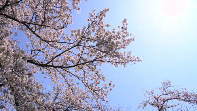 蓝天映衬下的樱花烈日当空