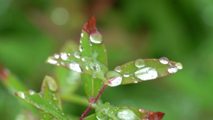 草叶上的露水  晨露 露珠 水珠 水滴