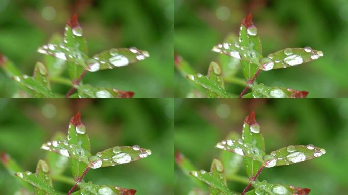 草叶上的露水  晨露 露珠 水珠 水滴