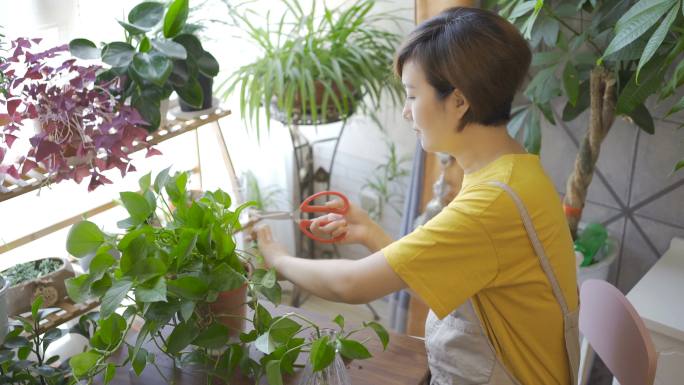亚洲女性家庭园艺修剪植物绿植