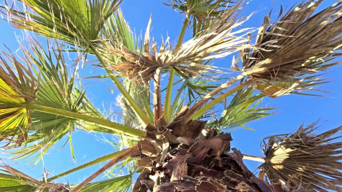 棕榈树顶部仰拍末梢农业