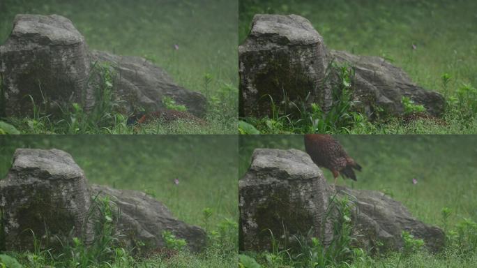 重庆南川天山坪原始森林中的红腹角雉