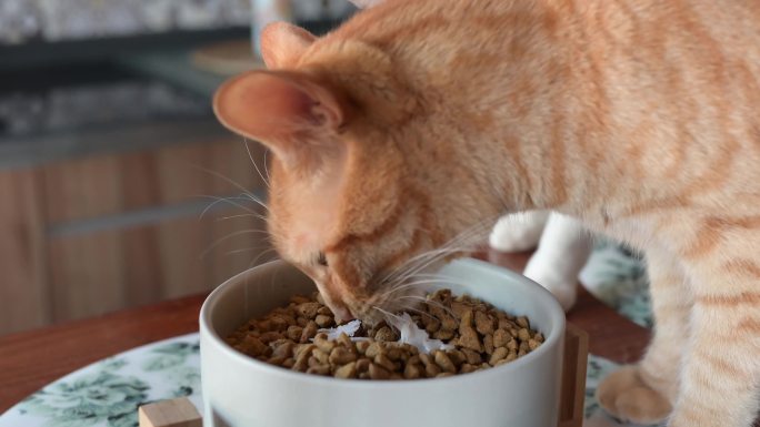 猫食猫食猫食