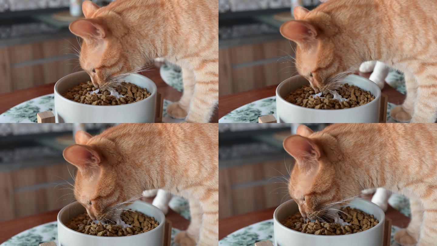 猫食猫食猫食