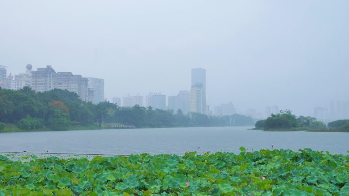 南宁南湖公园下雨天气雨中荷花荷叶荷塘荷韵