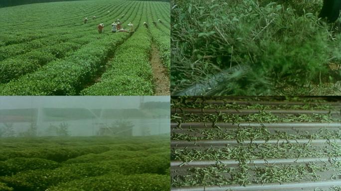 九十年代茶叶机械化生产