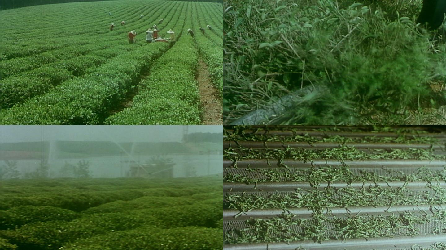九十年代茶叶机械化生产