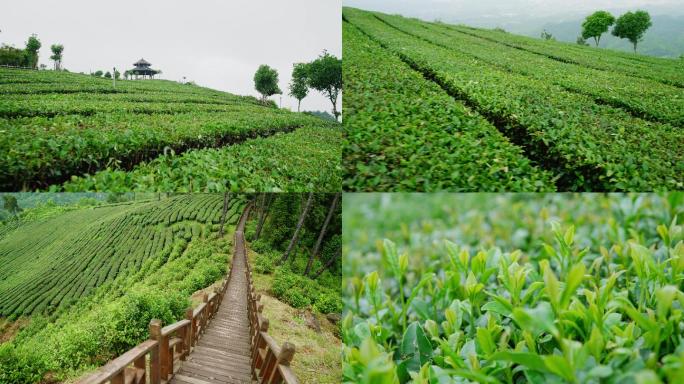 采茶红茶茶山茶园龙井摘茶