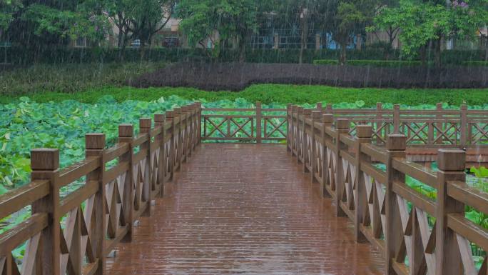 荷花池木栈道九曲桥下雨天雨中荷叶荷塘荷韵