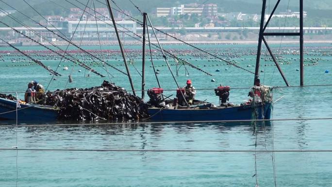 原创视频素材 繁忙的海湾 海带收获的时节