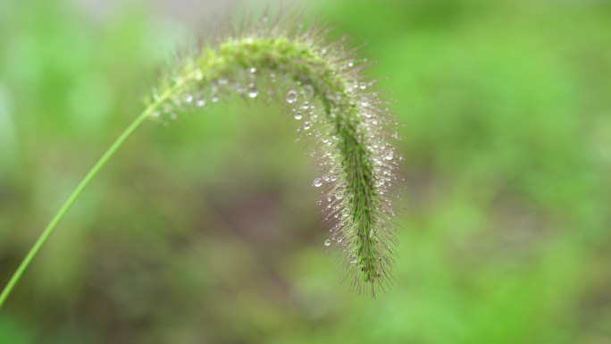 狗尾巴草  露水 晨露 露珠 水珠