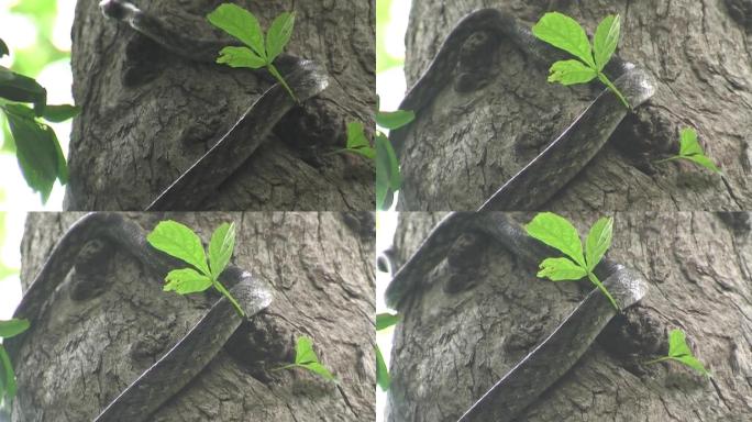 鼠蛇爬树毒蛇捕猎觅食