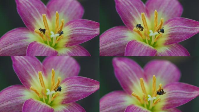 无刺蜜蜂或小蜜蜂的特写镜头是一种昆虫，能帮助花朵授粉，使农民有好的产品。春季的自然概念。