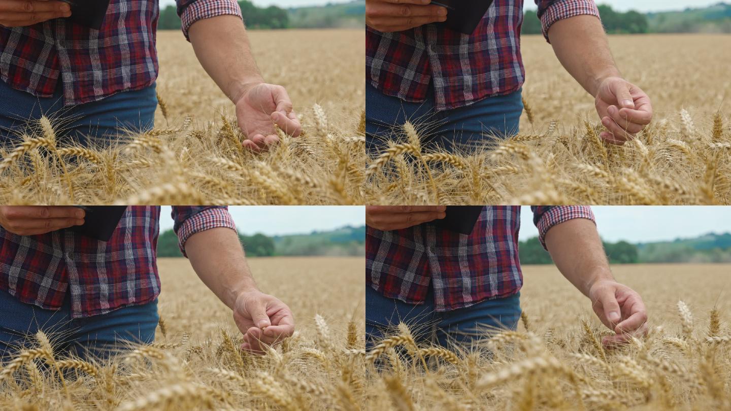 SLO MO Farmer使用数字平板电脑对作物进行质量控制