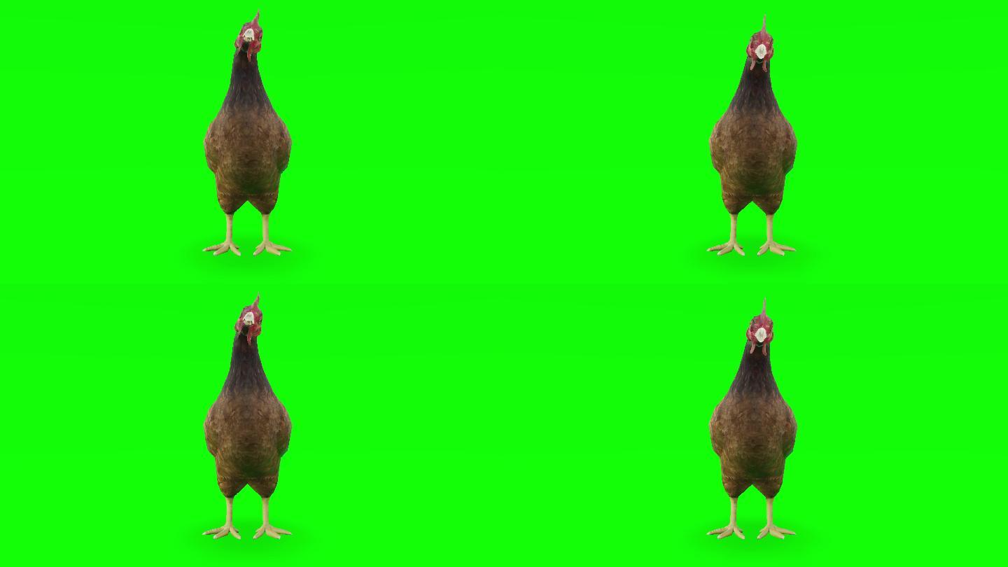 绿色屏幕上等待的鸡。动物、野生动物、游戏、返校、3d动画、短片、电影、卡通、有机、色度键、角色动画、