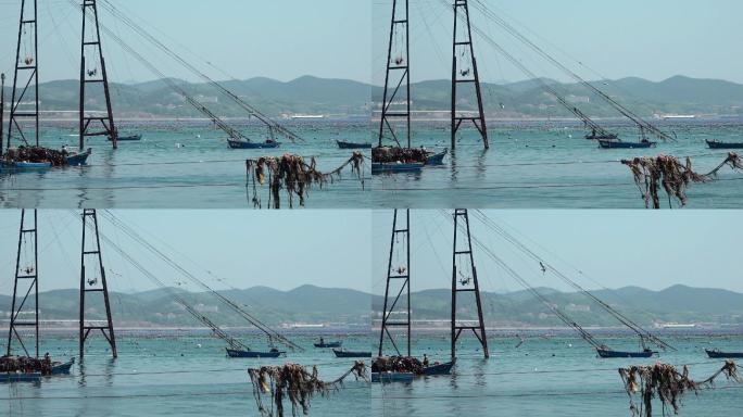 原创视频素材 繁忙的海湾 海带收获的时节