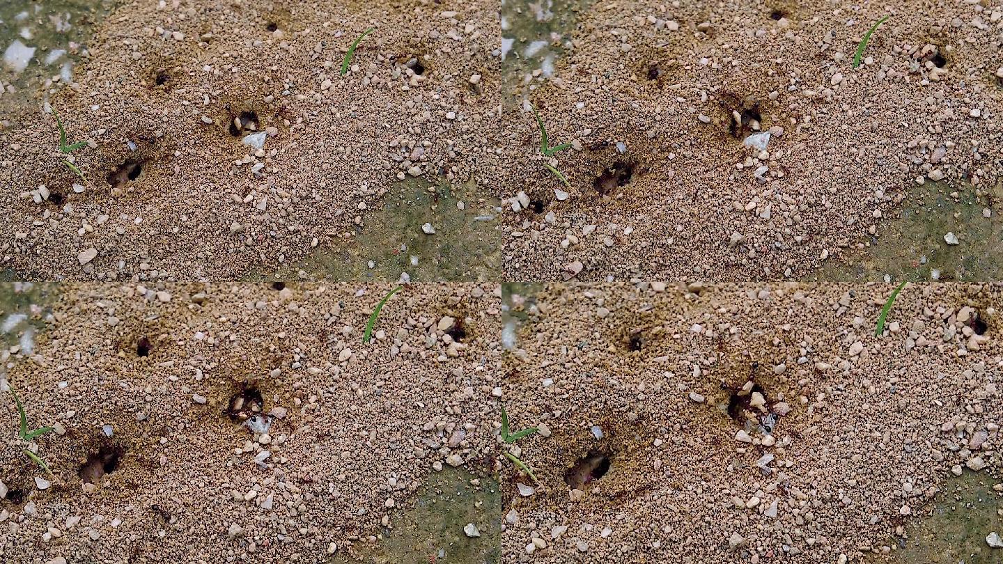蚂蚁挖洞搬石