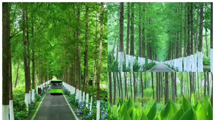 唯美宁静清新国家森林公园步道实景拍摄素材