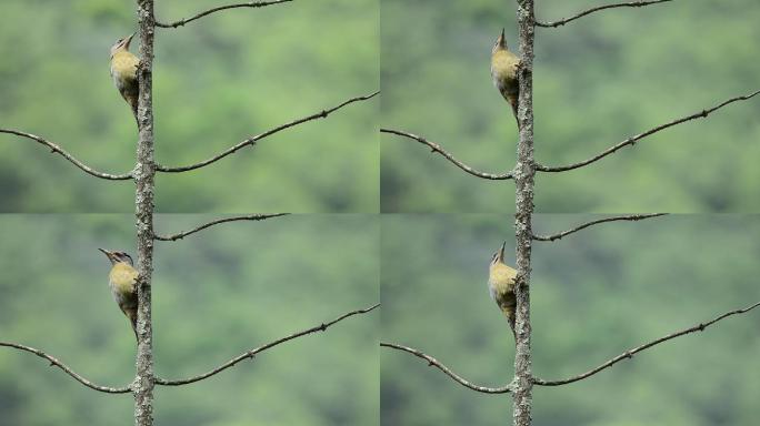 重庆南川天山坪原始森林中的啄木鸟