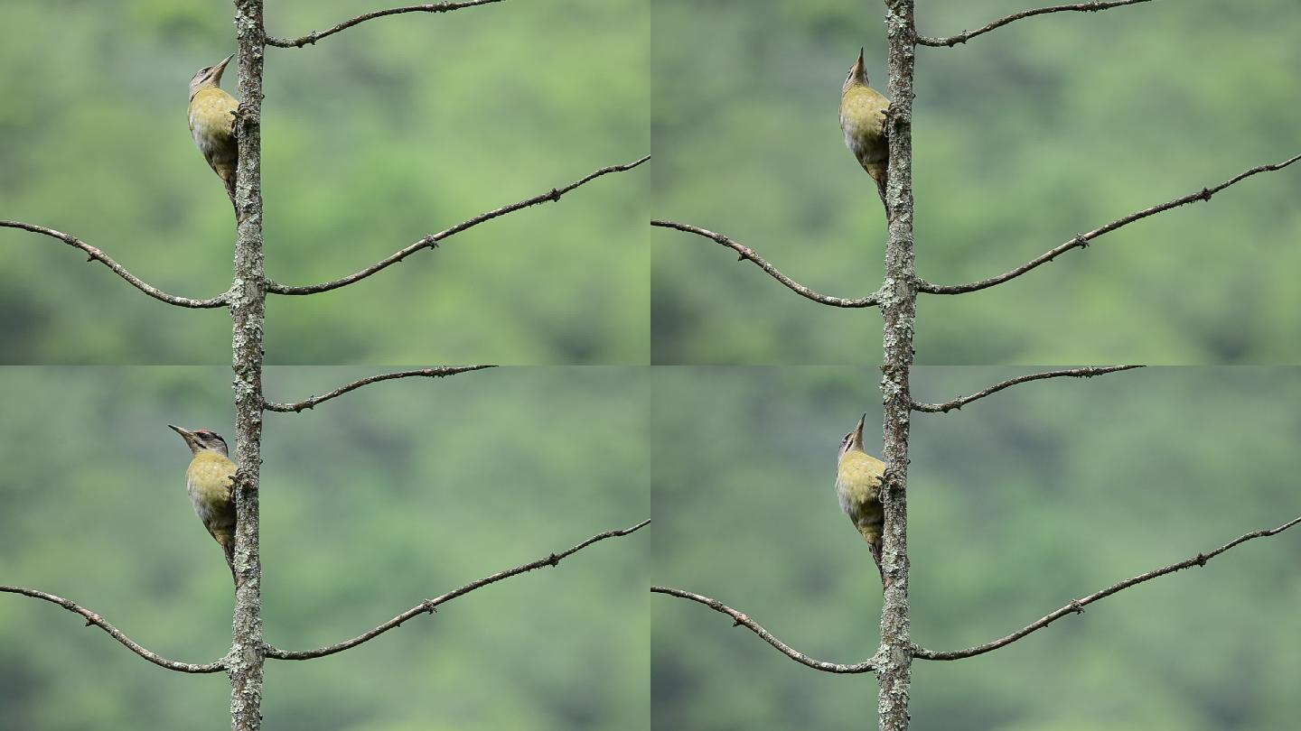 重庆南川天山坪原始森林中的啄木鸟