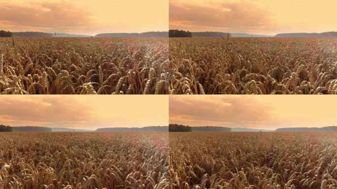 雄蜂视角广阔，田园诗般的金色小麦收成。