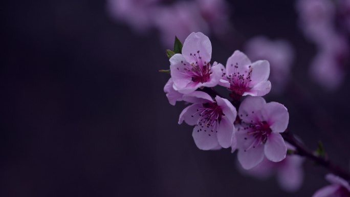 雨天的紫色花朵，带着雨滴