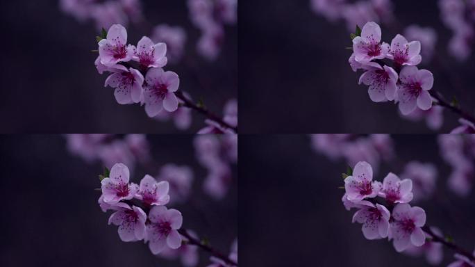 雨天的紫色花朵，带着雨滴