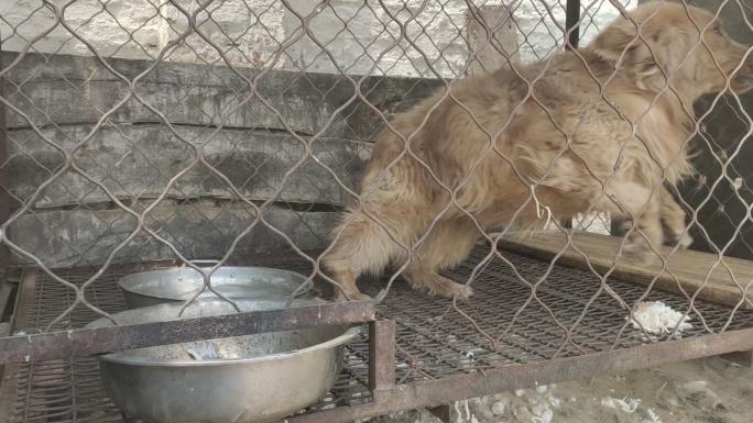 金毛 铁笼子 宠物 狗 动物 犬吠犬叫