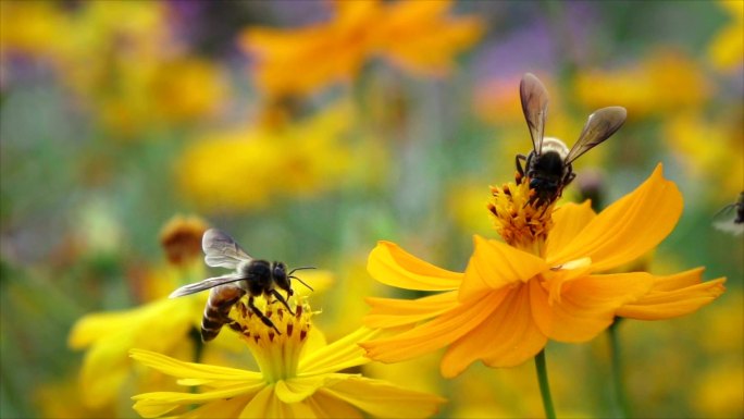 斯洛莫蜜蜂从黄花中收集食物，然后起飞。
