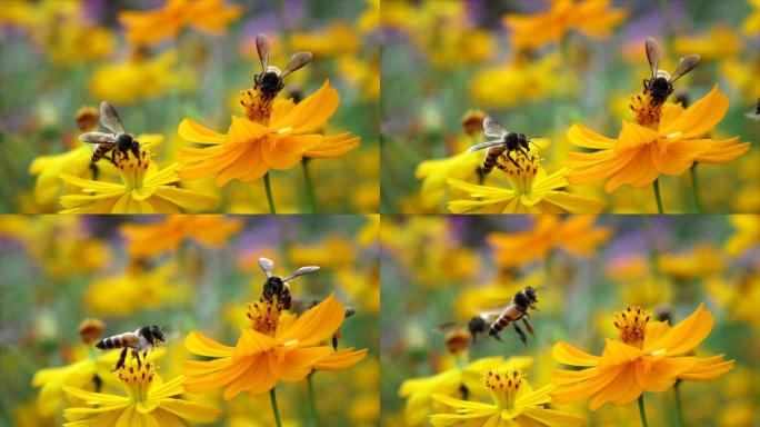 斯洛莫蜜蜂从黄花中收集食物，然后起飞。