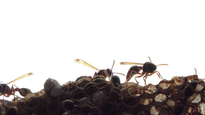 巢中黄蜂的剪影。黄蜂