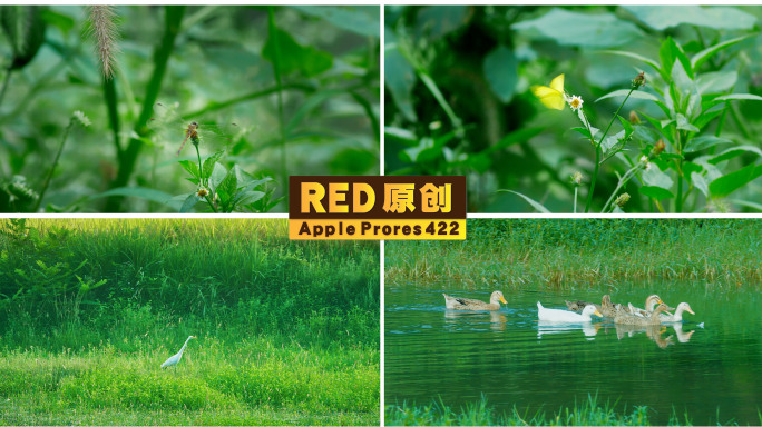 「RED拍摄」小溪河流鸭子浮水蝴蝶蜻蜓