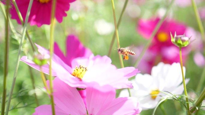 蜜蜂在粉红色花朵上飞行和收集花粉，慢镜头