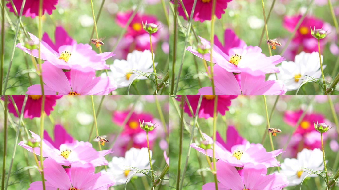 蜜蜂在粉红色花朵上飞行和收集花粉，慢镜头