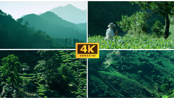 大山风景药材基地松树老人深山寻药采药