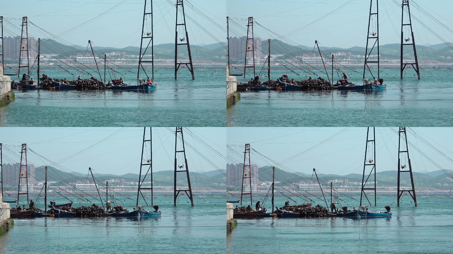 原创视频素材 繁忙的海湾 海带收获的时节