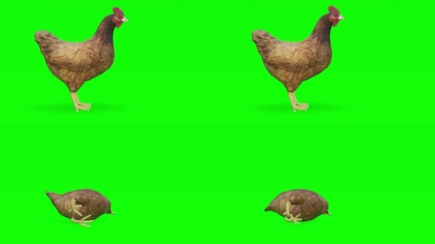 绿色屏幕上垂死的鸡。动物、野生动物、游戏、返校、3d动画、短片、电影、卡通、有机、色度键、角色动画、
