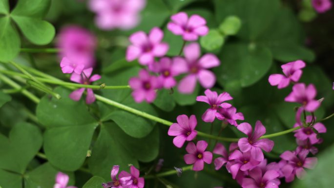 阳光 春天 花园 花朵  小花小草