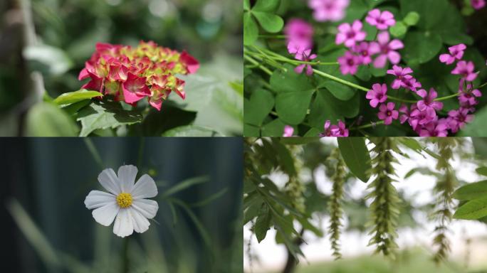 阳光 春天 花园 花朵  小花小草