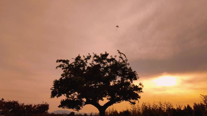 风筝老树夕阳意境唯美