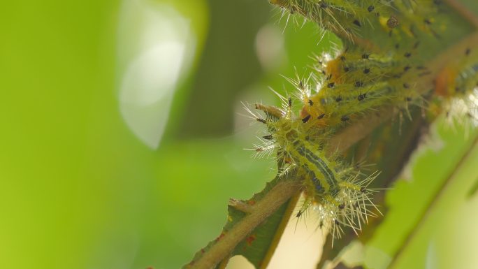 毛虫吃虫叶毛毛虫吃树叶虫子