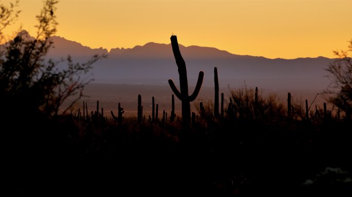 仙人掌沙漠，图森，亚利桑那州